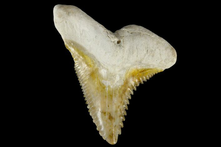 Large, Fossil Shark Tooth (Hemipristis) - Bone Valley, Florida #113799